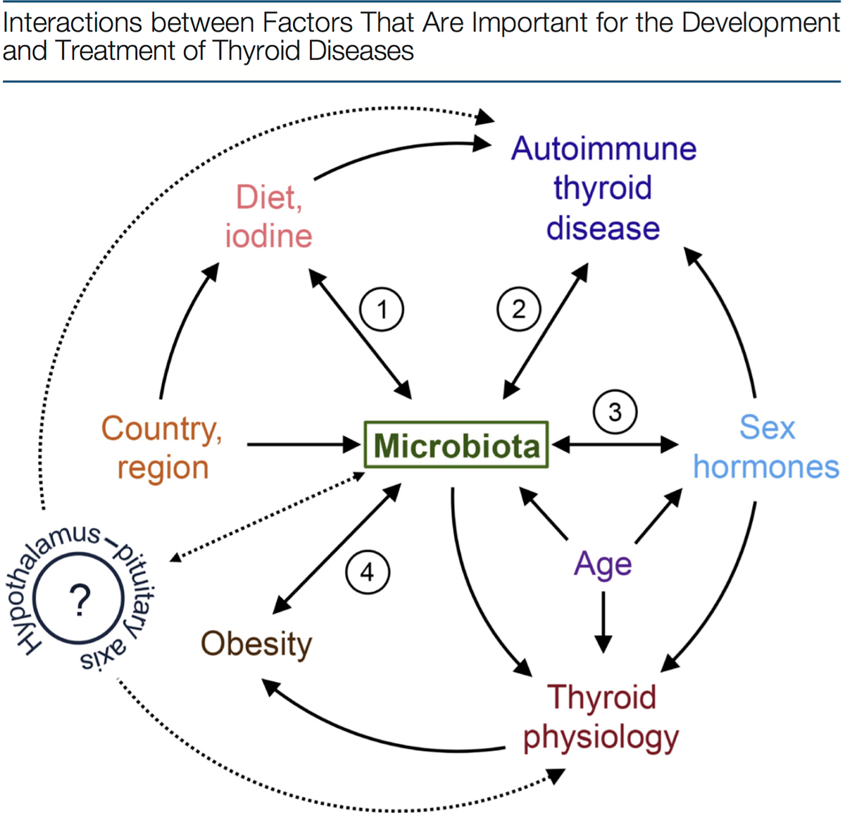 Рисунок 1. Взаимодействие между факторами, которые важны для развития и лечения заболеваний щитовидной железы.