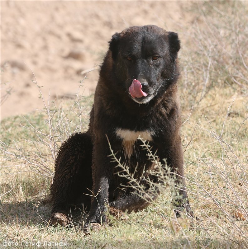 Фото из свободных источников сети Интернет