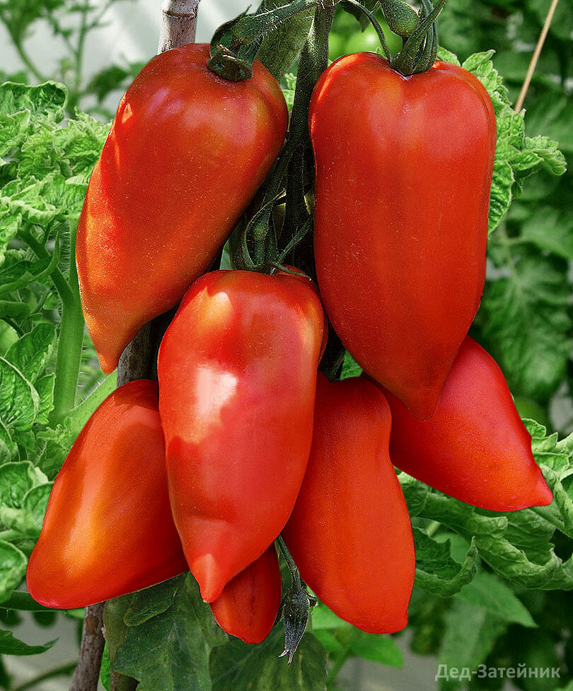 Даже по фото видно, насколько он хорош