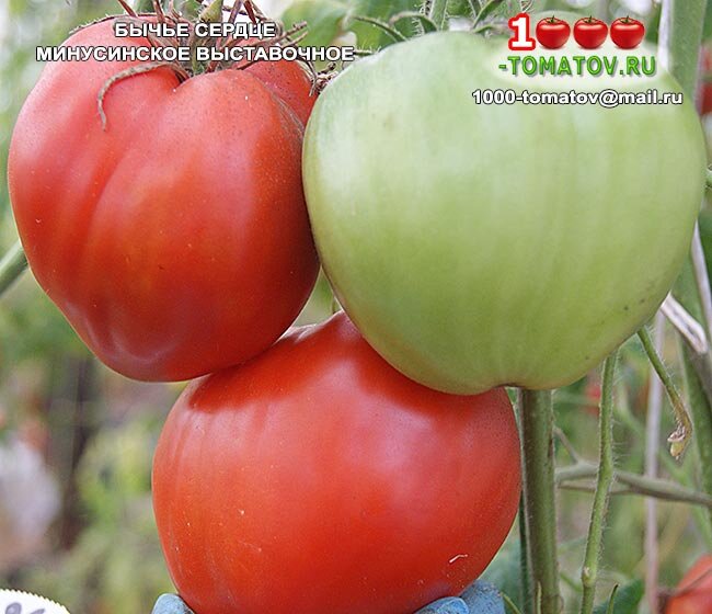 Томат Бычье сердце минусинское выставочное фото 1