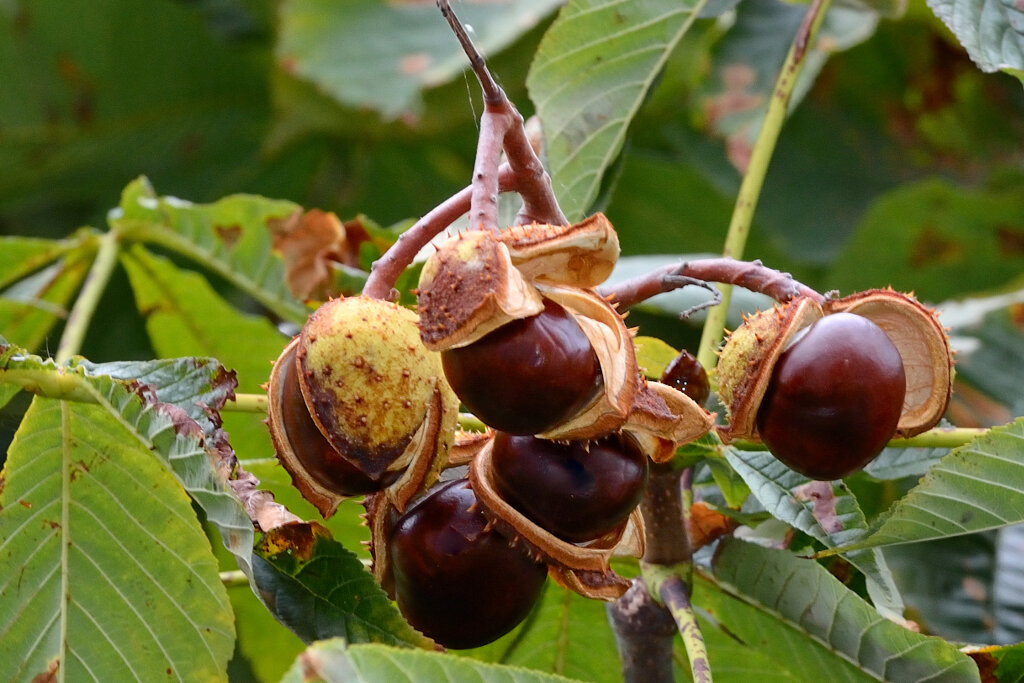 Род плодовых. Каштан конский (Aesculus). Конский каштан обыкновенный Aesculus hippocastanum. Конский каштан обыкновенный плод. Каштан конский обыкновенный дерево.