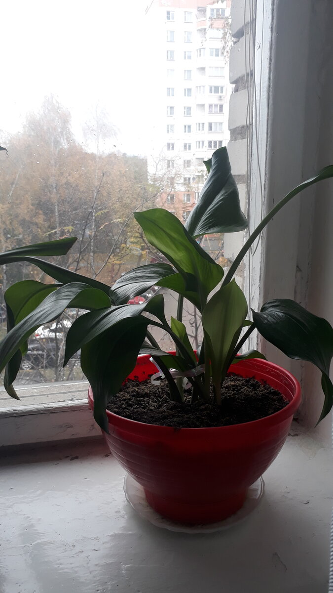 Какие комнатные растения живут у меня дома ?
