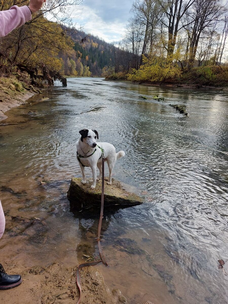 Я стараюсь всегда брать кого-то из своих собак в поездки на природу. Не говоря уж о ежедневном двукратном выгуле.