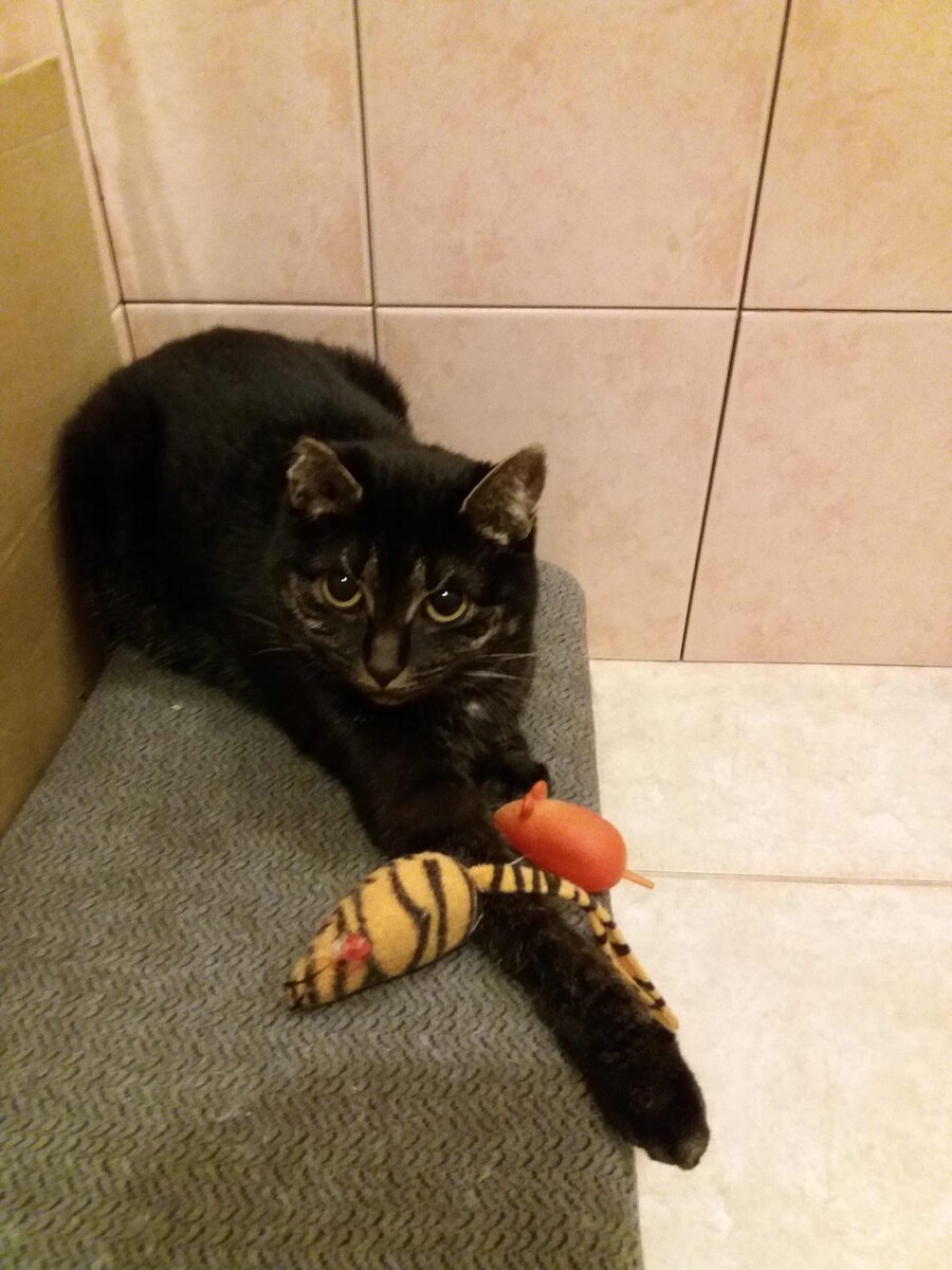 Окрас невероятный