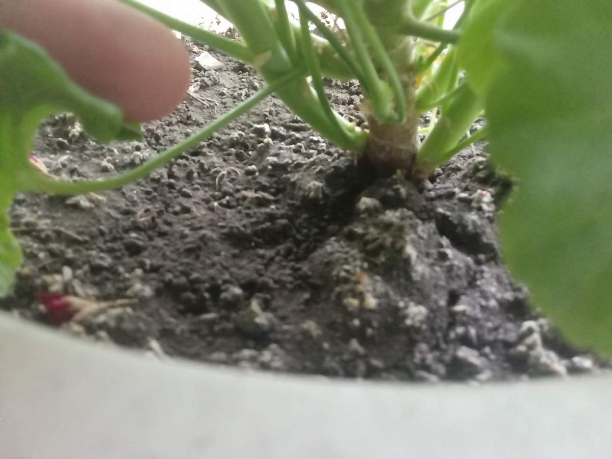 подготовка почвы