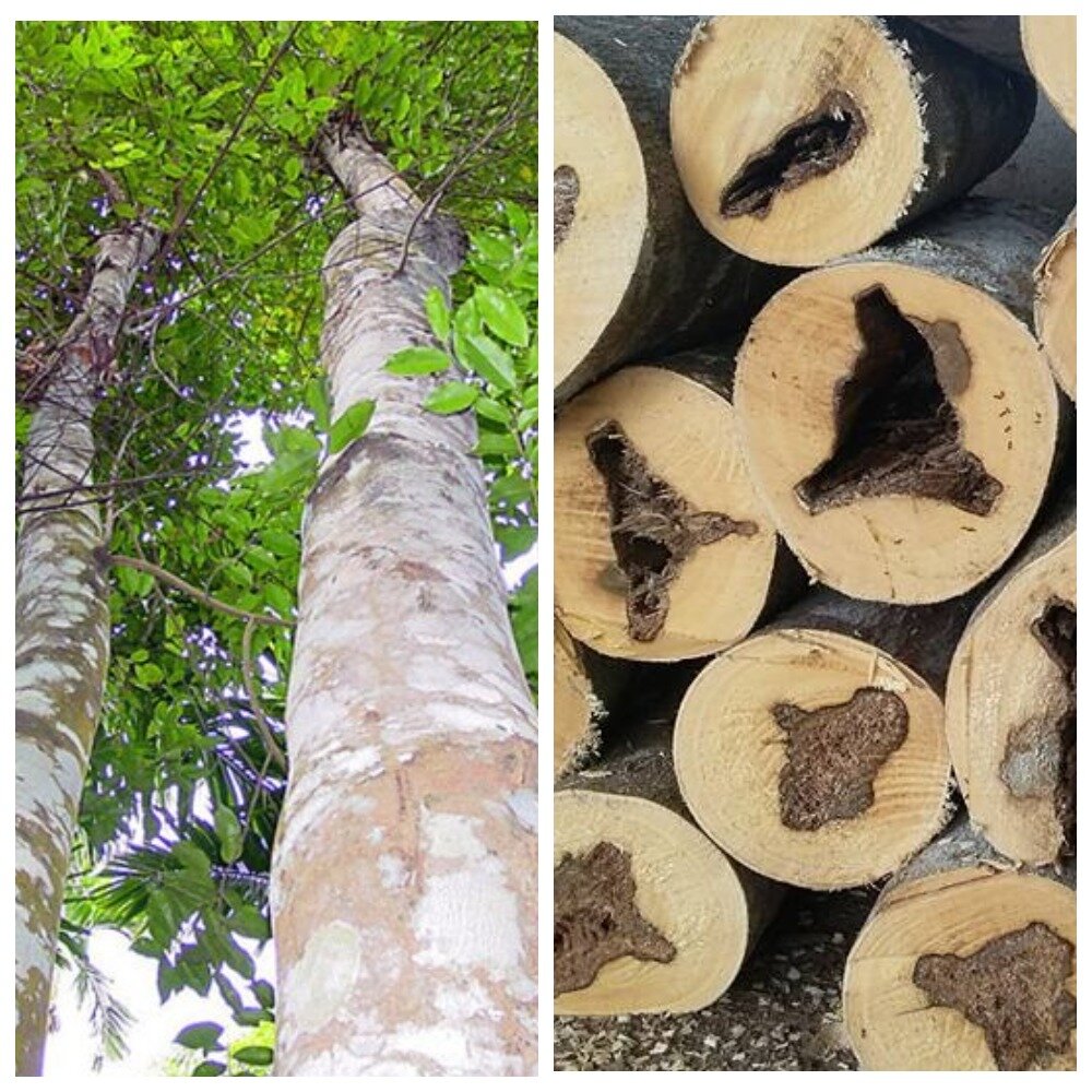 фото из открытого источника