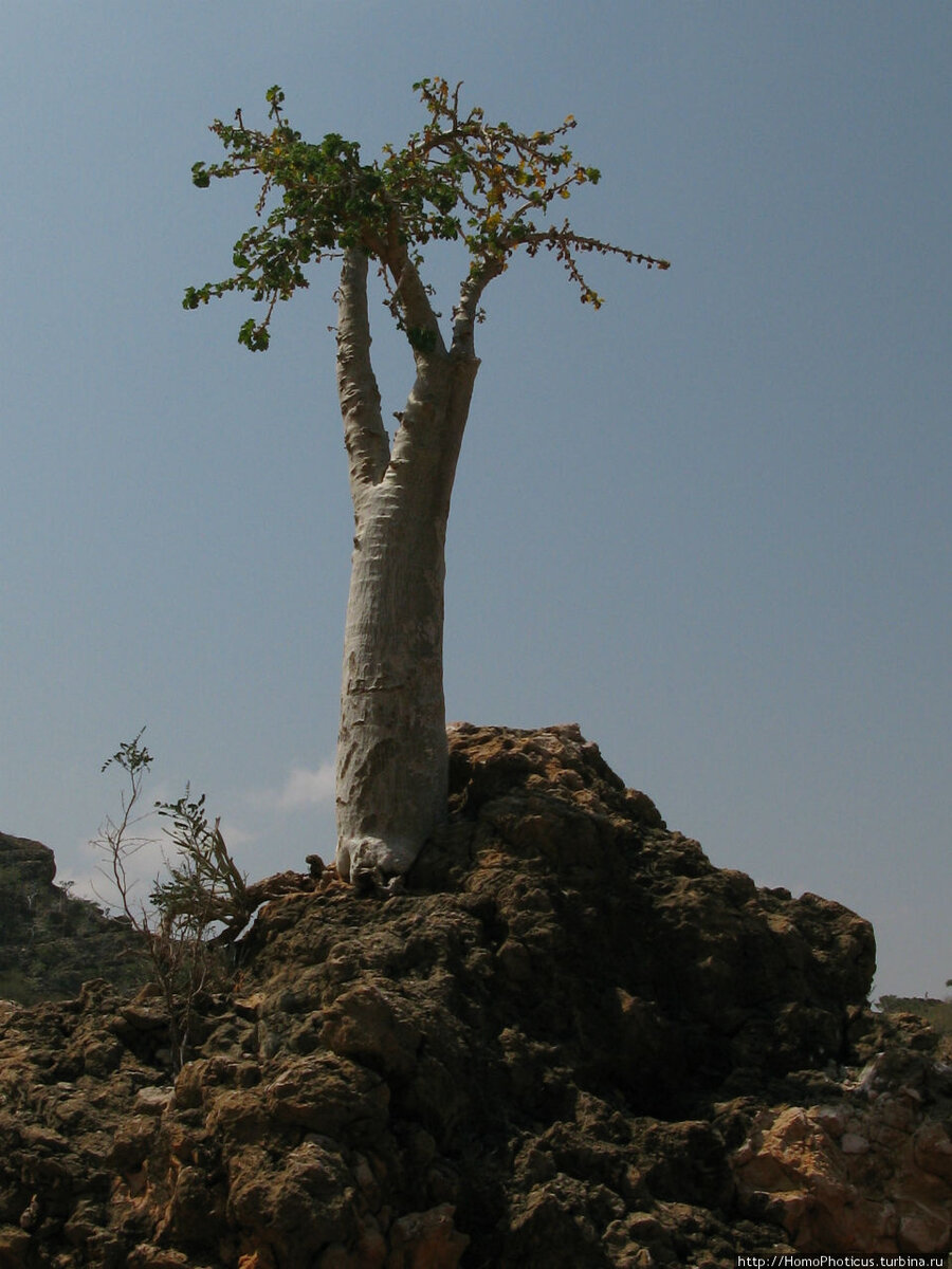 Огуречное дерево Сокотра