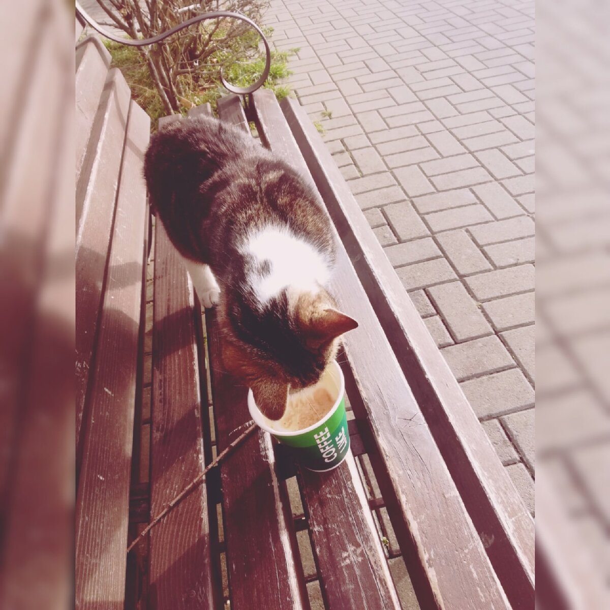 Гурманы однако они, эти Анапские коты! Абы какой кофе пить не станут, им подавай с рисунком, да с корицей!