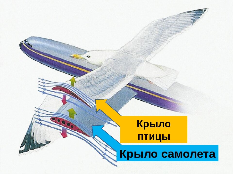Самолет с крыльями птицы рисунок