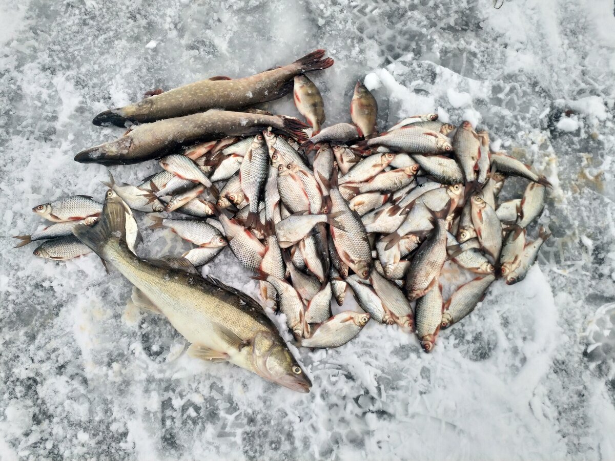 Отчеты о рыбалке на можайском водохранилище. Можайское водохранилище зимняя рыбалка. Можайское водохранилище зима. Вазузское водохранилище зимняя рыбалка. Цветковский Можайское водохранилище.