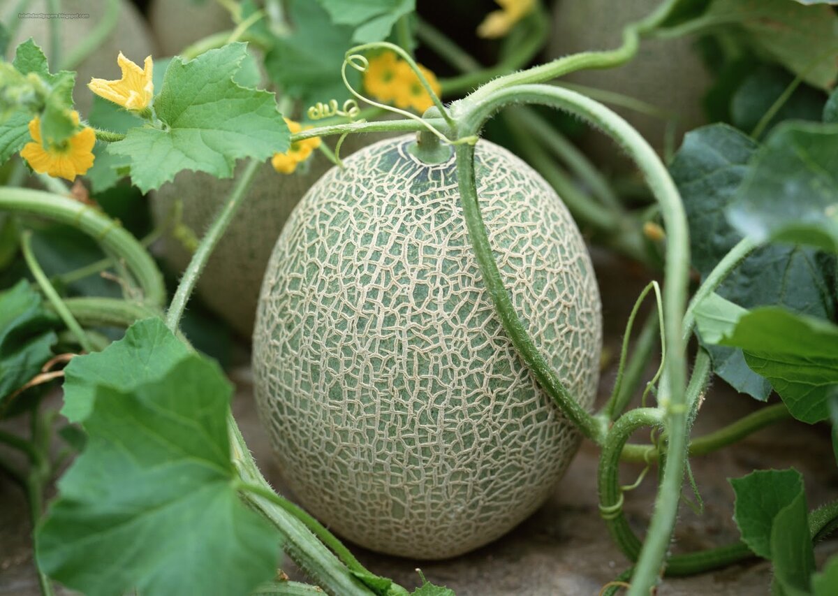 Картинка взята из открытых источников интернета http://1.bp.blogspot.com/-orO8eFIpH7M/Uch0cyi9zII/AAAAAAAAJcE/4vuTqBLfwqk/s1600/fruits+with+tree+wallpapers+hd+(3).jpg