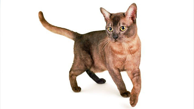 Азиатская кошка