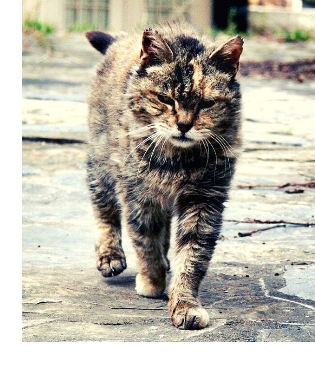 ВОЗВРАЩЕНИЕ ДОМОЙ