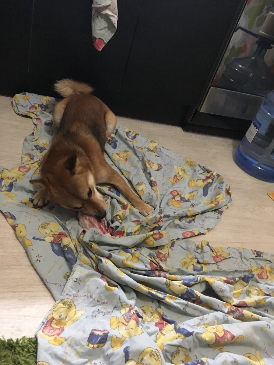 Вкусная свиная рулька