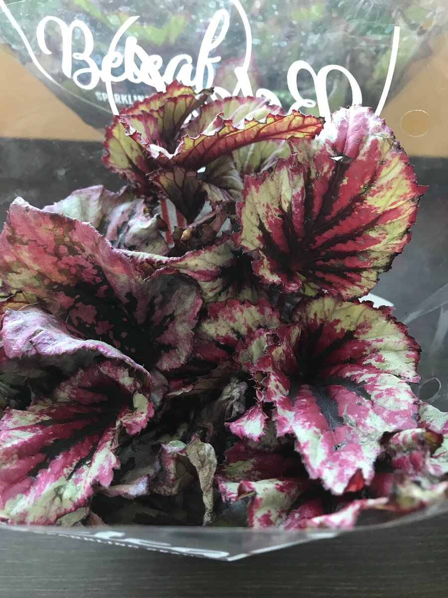 Бегония Рекс в подарок.