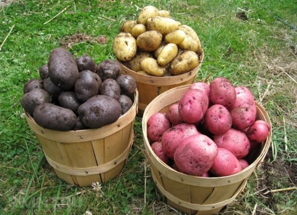 Сорта картофеля для Московской области названия, фото, описание