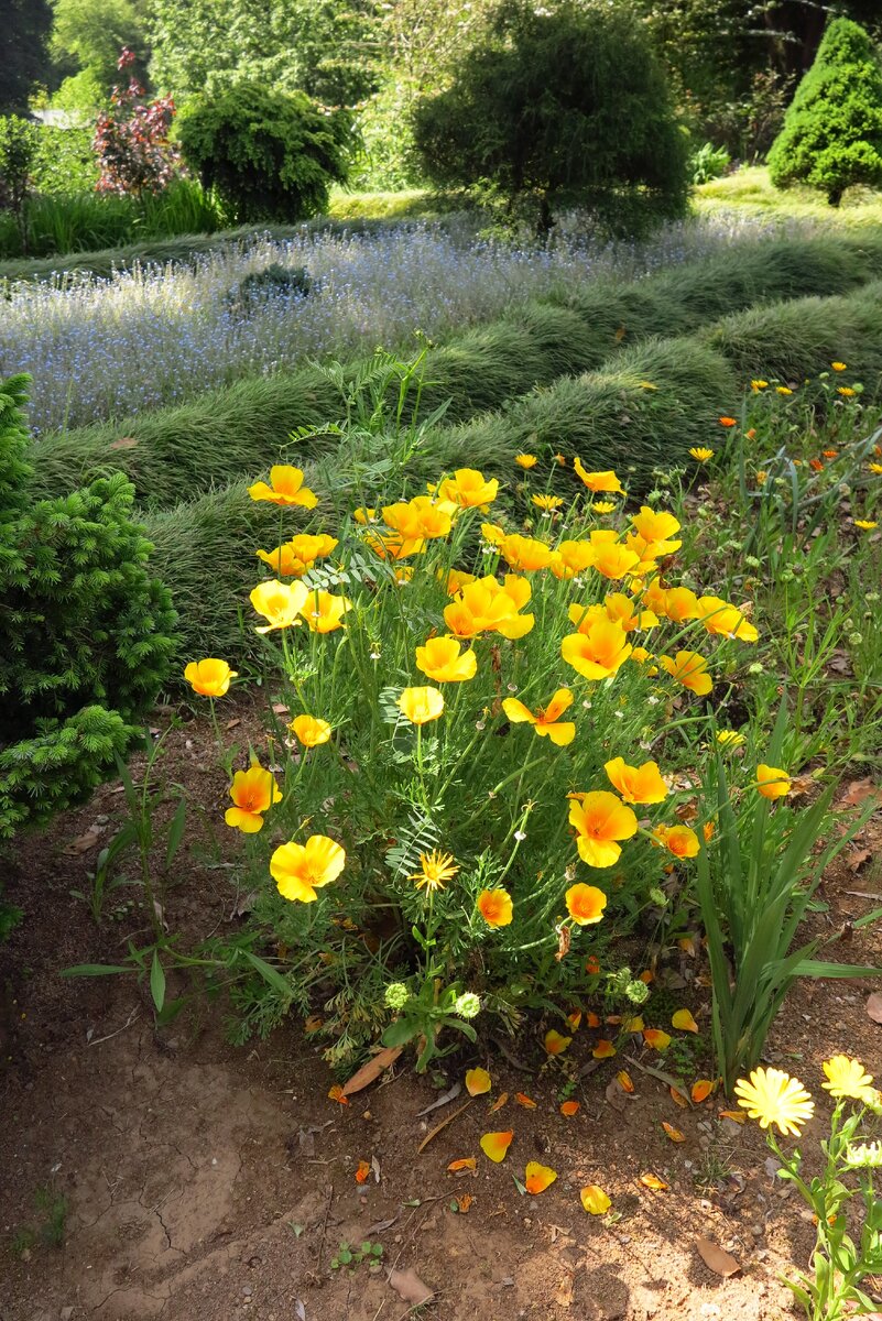 Желтые маки в саду.