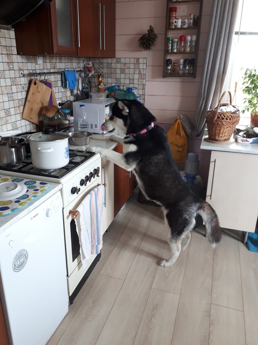 Хаски еще те воришки