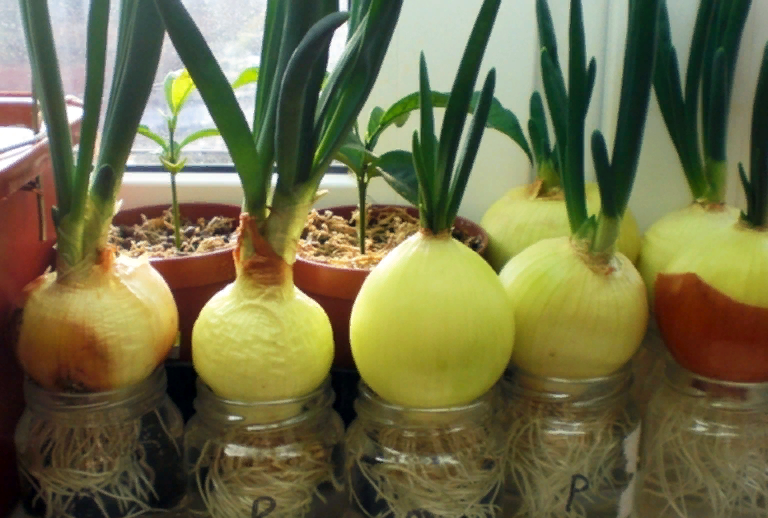 Зелень на подоконнике: 3 способа вырастить лук дома