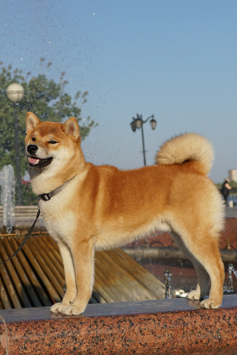 Ючи и хвост ;-)