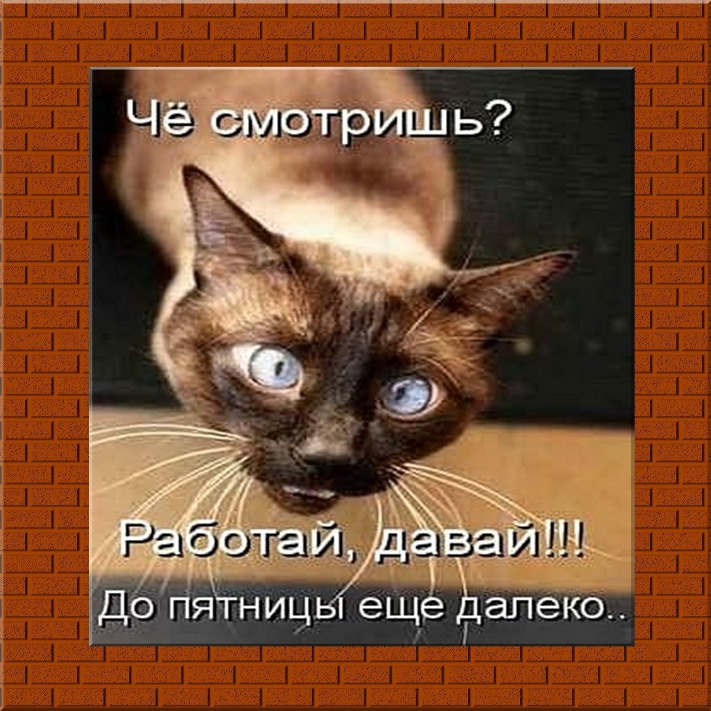 Среда прикольные картинки про работу