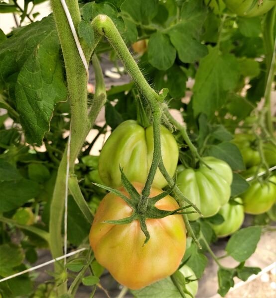 Кистедержатели для томатов улитка 35шт