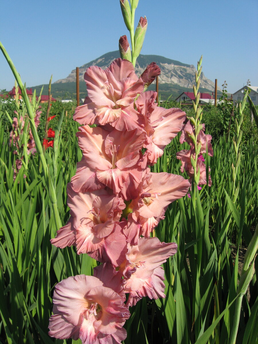 Прекрасный цветок на фоне горы. Так и социализм будет прекрасен в России.