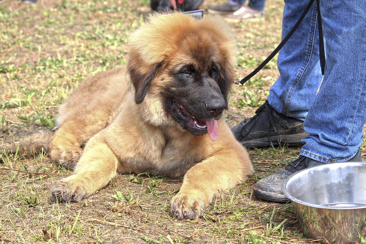 Щенок леонбергера, 4 месяца. Фото автора