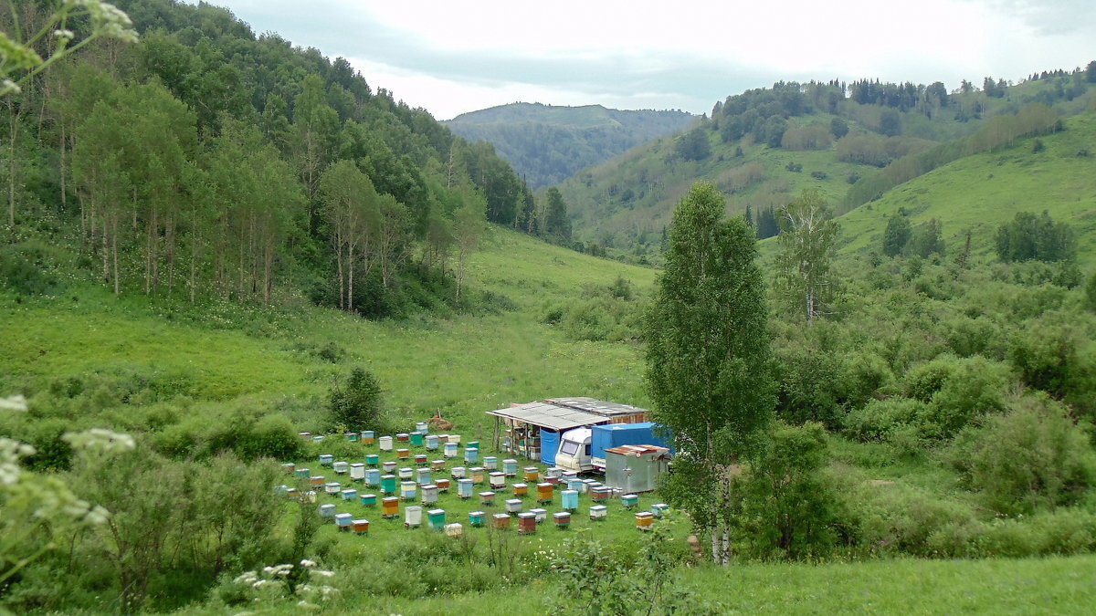 Пасека деревни Камлак горный Алтай