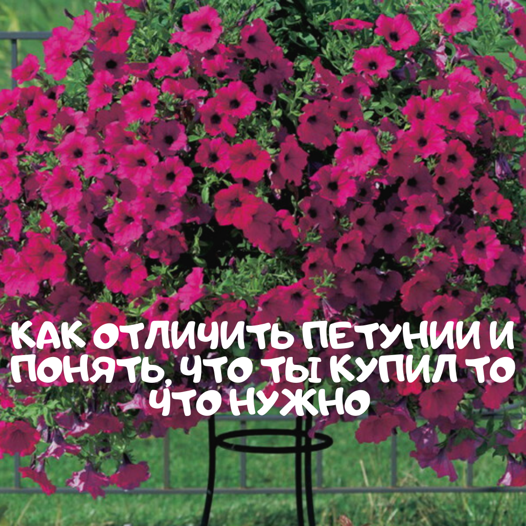 ЧЕМ ОТЛИЧАЮТСЯ ПЕТУНИИ 🌺 | 