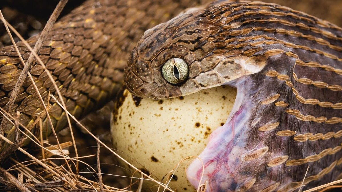 Змеи /// Матчасть и интересные факты 🐍 | Зелёный дол 🌱 | Дзен