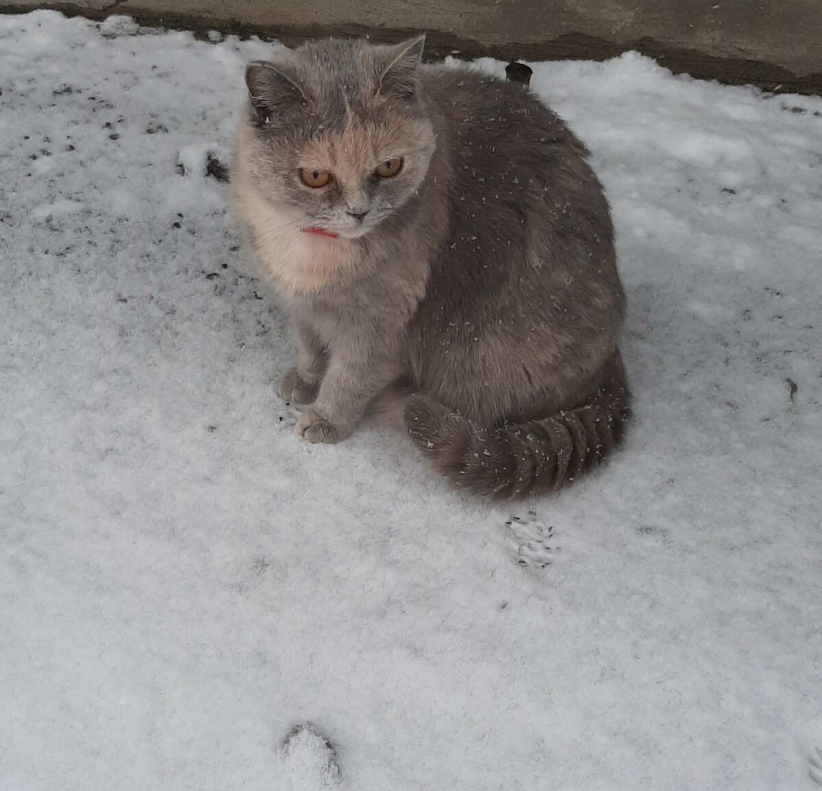 Снежная королевишна.