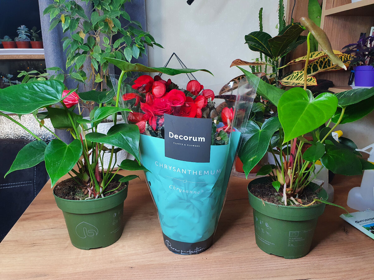 Разницы во внешнем виде почти нет