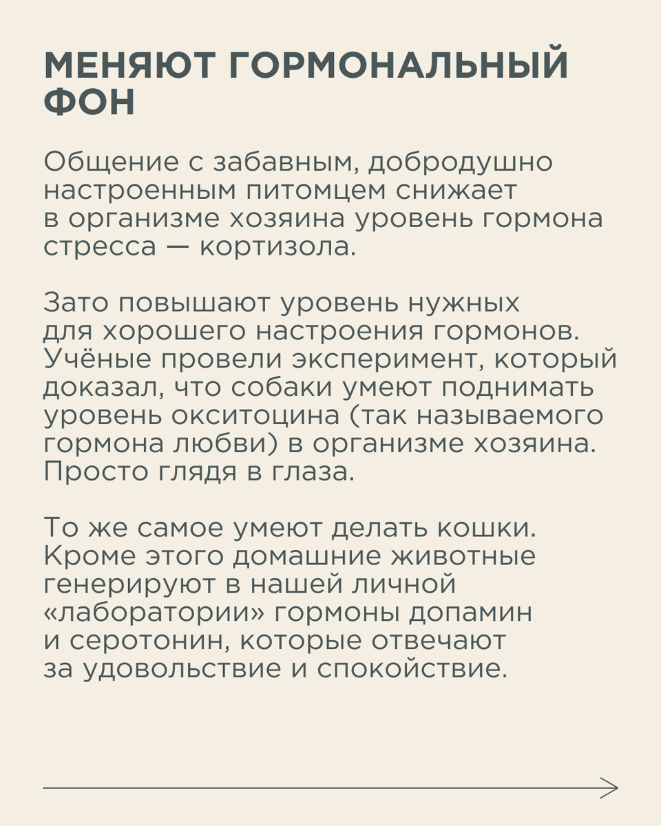 Иногда нам бывает очень трудно справиться с негативными мыслями и стрессом.  Как животные отвлекают нас от плохих мыслей | Новый очаг | Дзен