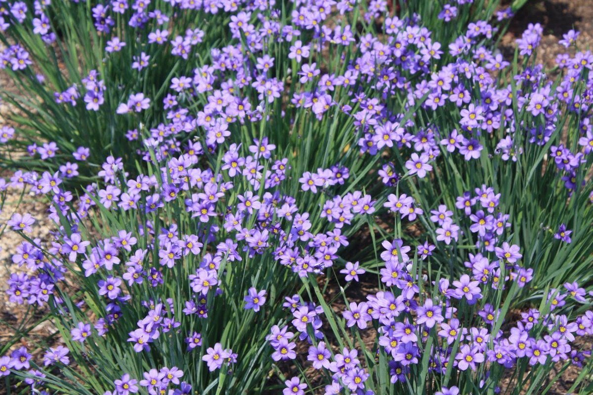 Сисюринхий (Голубоглазка): описание цветка, фото, особенности выращивания - всё что нужно знать
