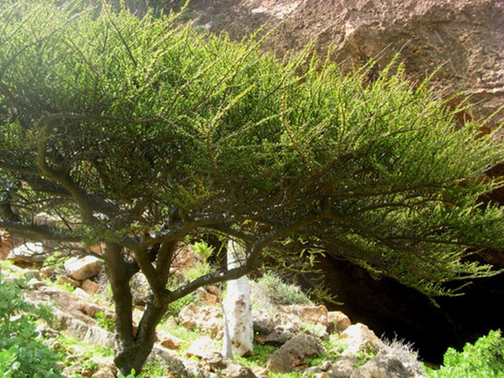 Бальзамовое дерево или Коммифора укул. Материал взят с открытых источников.