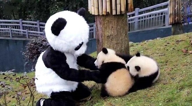 Как стать няней для панд