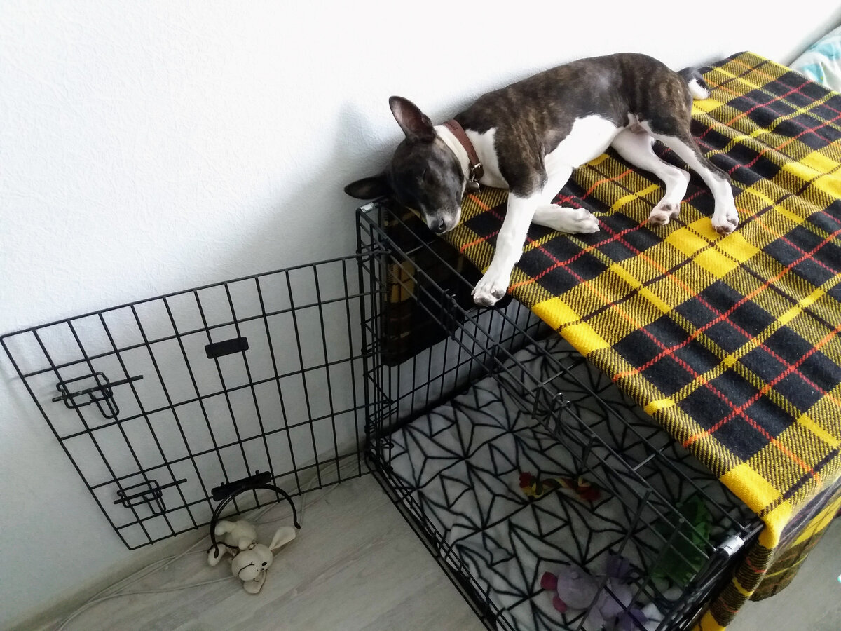 Фаргошина клетка