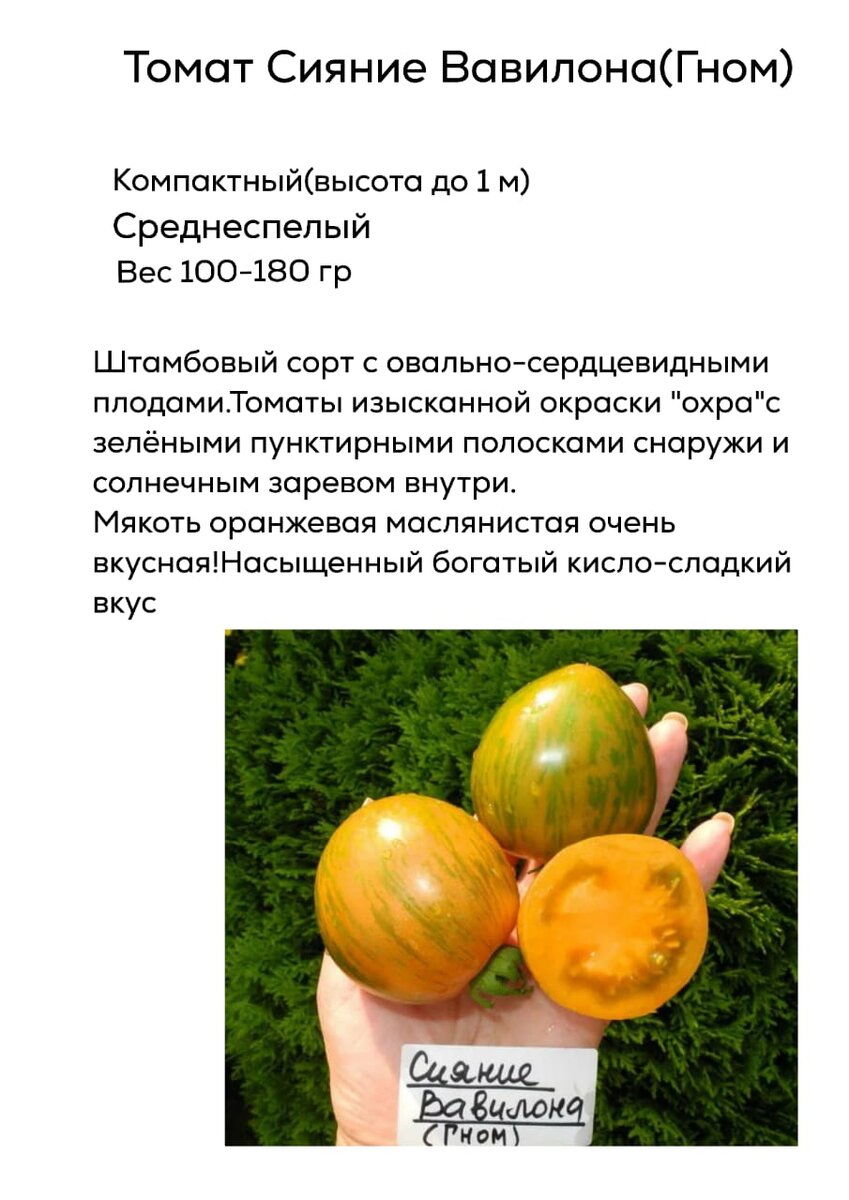 Сорт для тех, кому по душе низкорослые томаты.