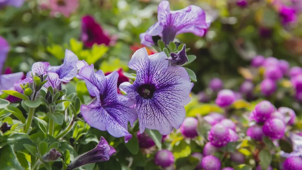Петунии - изящные цветы для сада и огорода. Фото: www.pexels.com 