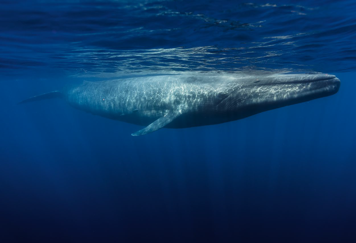 Голубой кит Balaenoptera musculus. Синий кит (голубой кит). Синий кит блювал. Голубой кит блювал.