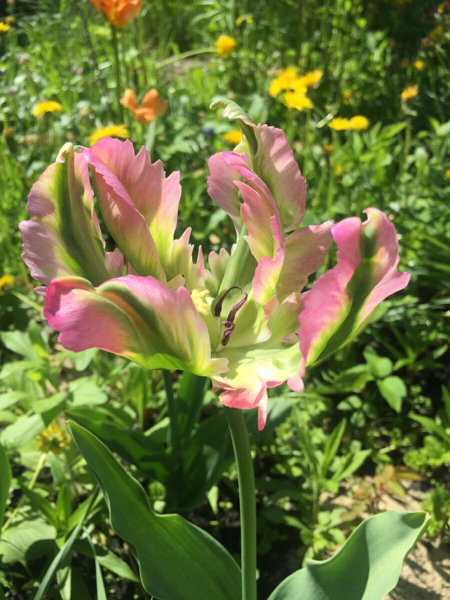 А так он распускается на солнце. Безобразник)))