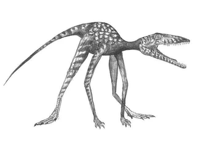 Реконструкция динозавроморфа размером с кошку, найденного в Стрыховицах, Польша. (Изображение предоставлено: Гжегож Нидвидски.)