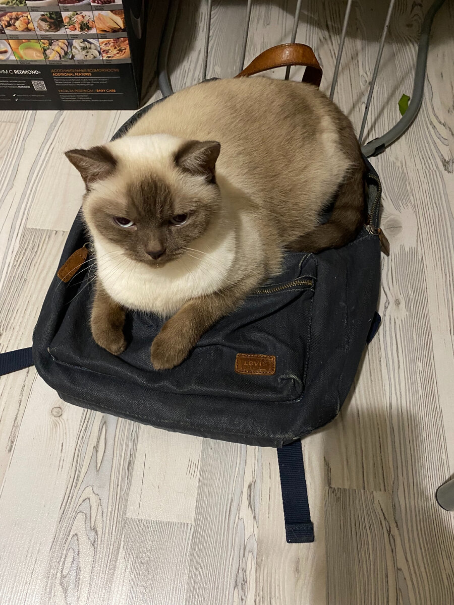 Вот Селеночке очень удобно на моем рюкзаке сидеть😁. Фото автора