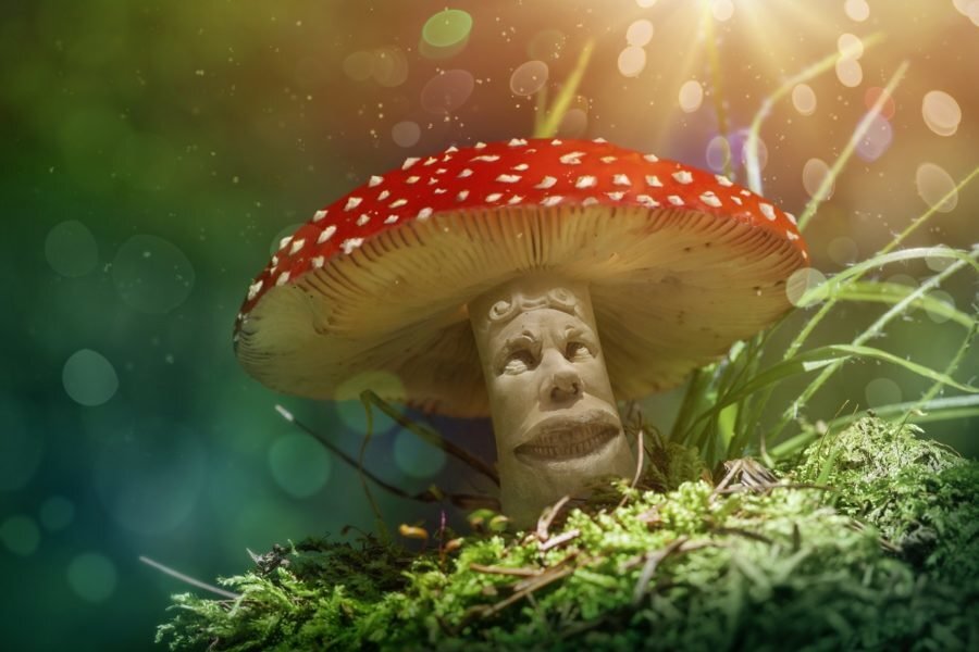 В окрестностях Мяэтагузе растут самые красивые в мире грибы