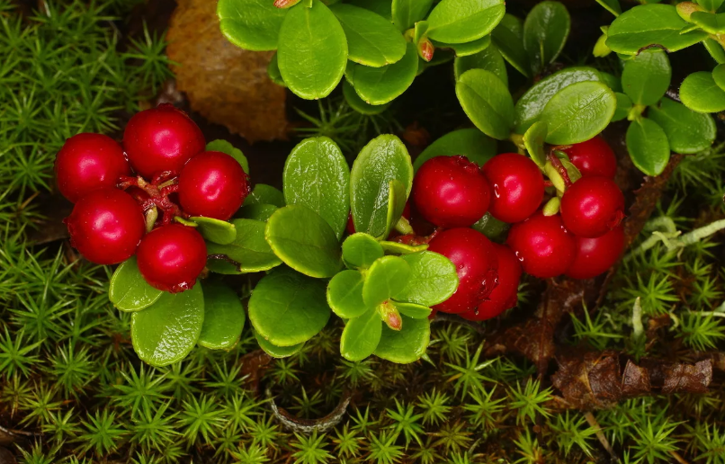 Брусника. Яндекс открытый  источник