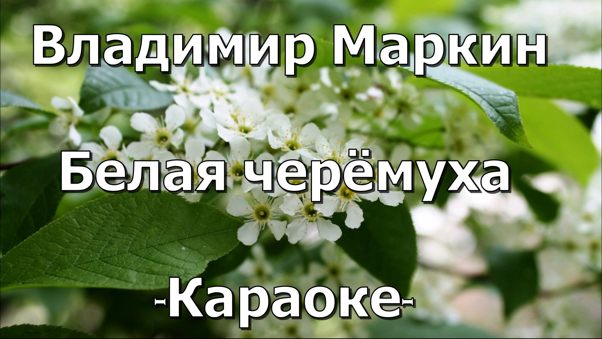 Белая черемуха кто исполняет. Караоке белая черемуха. Караоке белая черемуха черемуха. Ах черёмуха белая.