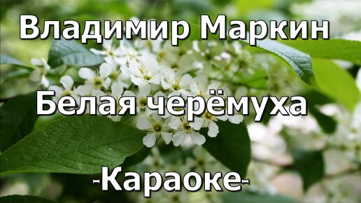 Белым бела караоке. Маркин белая черемуха. Караоке белая черемуха. Ах черёмуха белая. Ах черёмуха белая караоке.