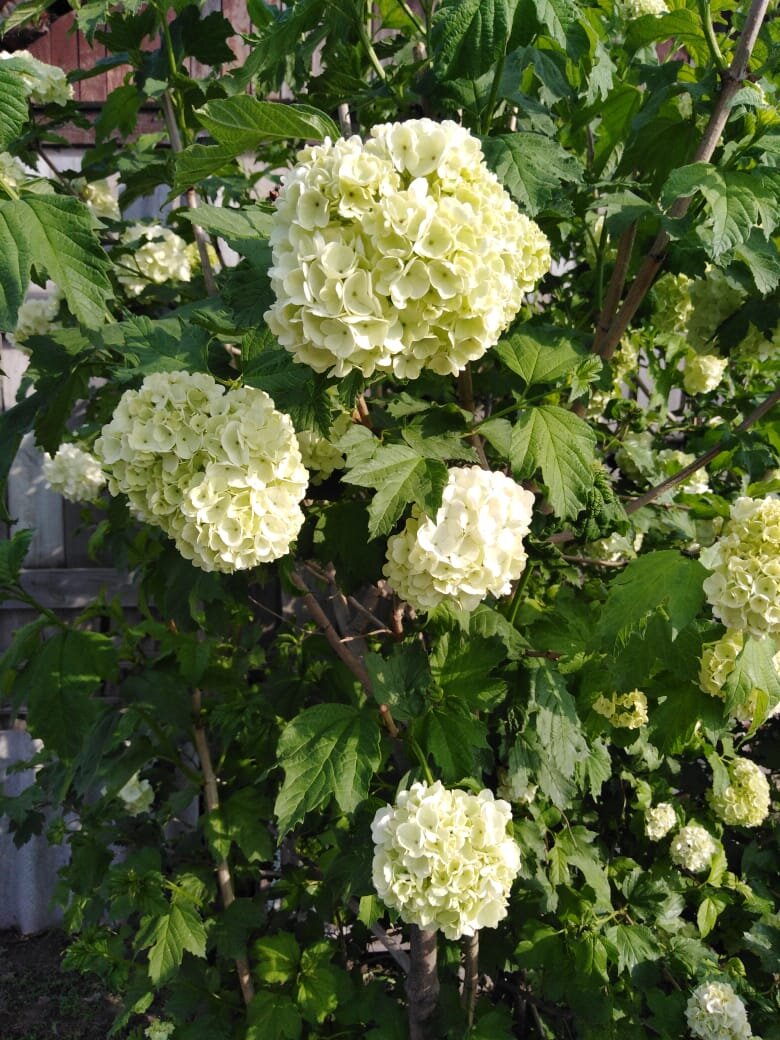 Фото из архива автора.