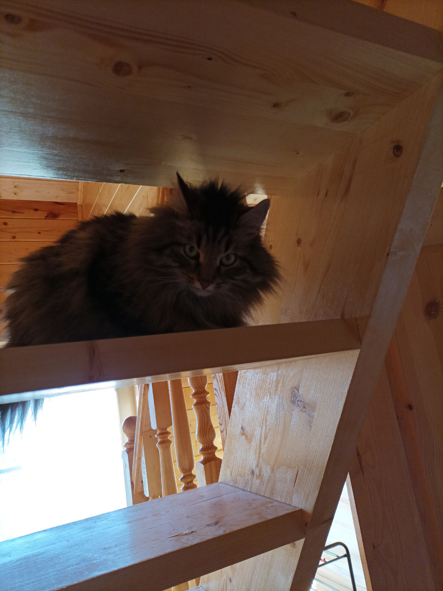 Кот осваивает лестницу